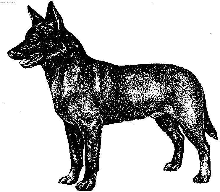 Fotky: Australsk kelpie (foto, obrazky)