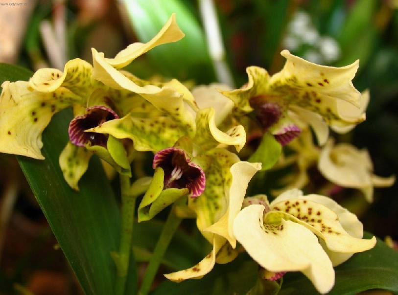 Fotky: Dendrobium (foto, obrazky)