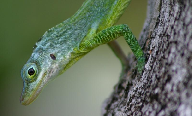 Fotky: Grenada (foto, obrazky)