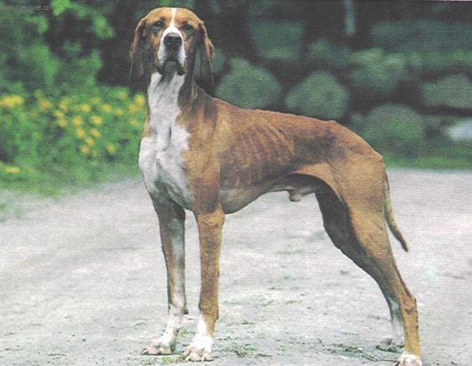 Fotky: Hertha Pointer (foto, obrazky)