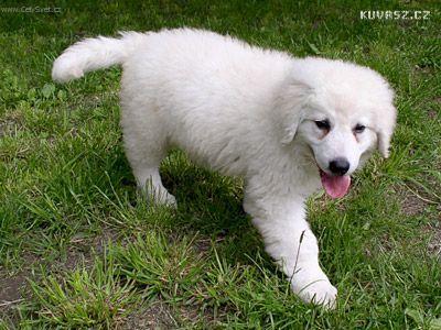 Fotky: Kuvasz (foto, obrazky)