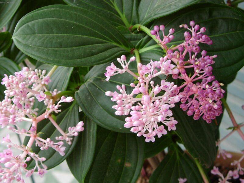 Fotky: Medinilla magnifica (foto, obrazky)