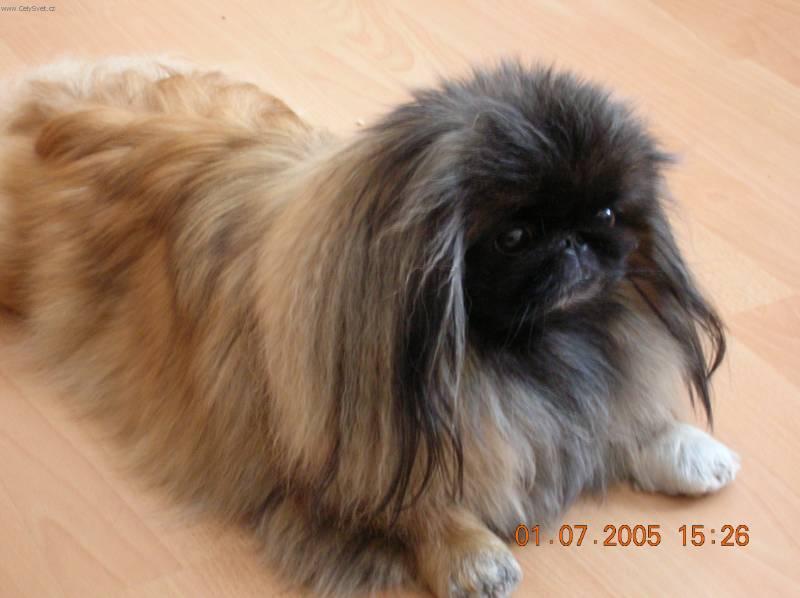 Fotky: Pekingsk palcov psk, pekinz (foto, obrazky)