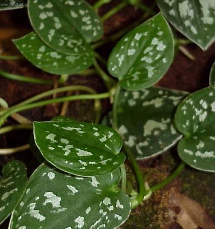 Fotky: Pilea (foto, obrazky)