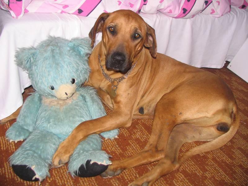 Fotky: Rhodsk ridgeback, Rhodzsk ridgeback (foto, obrazky)