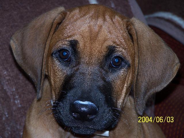 Fotky: Rhodsk ridgeback, Rhodzsk ridgeback (foto, obrazky)