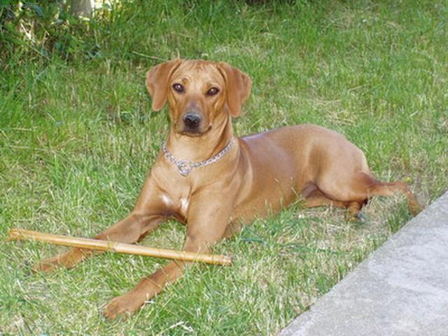 Fotky: Rhodsk ridgeback, Rhodzsk ridgeback (foto, obrazky)