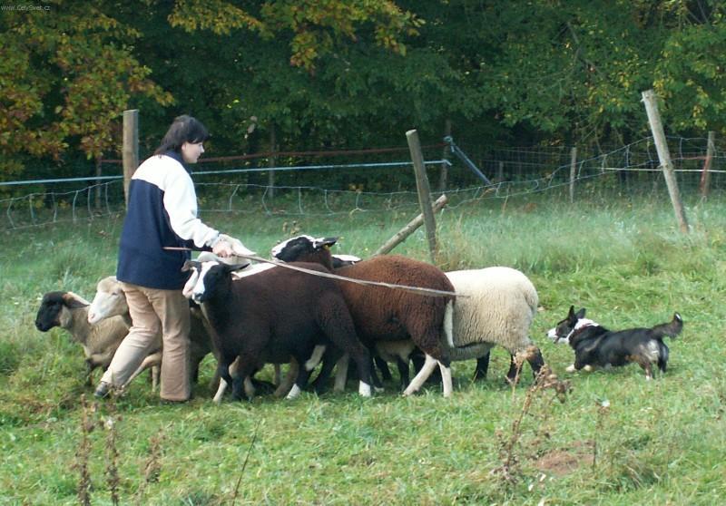 Fotky: Velkorgi Cardigan (foto, obrazky)