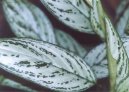 Aglaonema