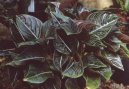 Pokojov rostliny: Mnoholet > Aglaonema (Aglaonema rotundum)