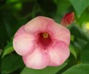 Pokojov rostliny: Mnoholet > Alamanda poistiv (Allamanda cathartica)