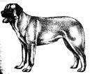 Ps plemena: Sluebn > Anatolsk pasteveck pes (Anatolian Shepherd Dog, Anatolian Karabash Dog)