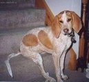 Ps plemena:  > Anglick mval loveck pes (English Coonhound, Redtick Coonhound)