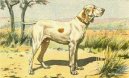 Ps plemena: Ohai > Ariegsk ovk krtkosrst (Ariege Pointing Dog)
