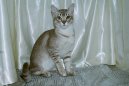 Koky:  > Asian Tabby (Asian Tabby Cat)