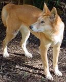 :  > Australsk chrt (Australian Greyhound)