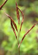 Pokojov rostliny:  > Bambus (Arundinaria)