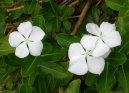 Pokojov rostliny: Jednolet > Barvnek rov, katarantus (Catharanthus roseus)