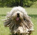 Ps plemena: Ovci a hont psi > Bergamsk ovk (Bergamasco Shepherd Dog)