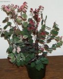 Pokojov rostliny: Rostliny z ozdobnmi listy > Breynia