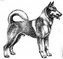 Ps plemena: Primitivn typy a picov > Caansk pes (Canaan Dog)