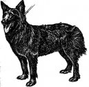 :  > Chorvatsk ovk (Croatian Shepherd Dog)