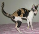 Cornish Rex