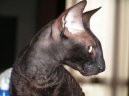 Cornish Rex