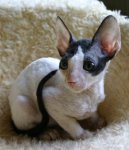 Cornish Rex