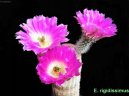 Echinocereus