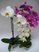 Pokojov rostliny: Orchideje > Faleponis, mrovec (Phalaenopsis)