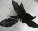 Filodendron