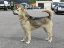 Ps plemena: Seversk > Grnsk pes (Greenland Dog)