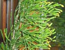 Pokojov rostliny:  > Hatiora (Hatiora rosea,  Hatiora graeseri)