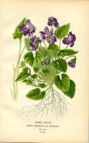 Pokojov rostliny:  > Hemnek Lkask, Prav (Matricaria recutita)