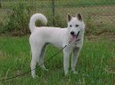 :  > Kishu-Inu (Kishu)