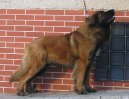 Fotky: Leonberger (foto, obrazky)