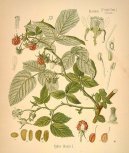 Pokojov rostliny:  > Malink Obecn (Rubus idaeus L.)