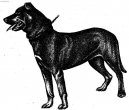 :  > Malorsk ovk (Perro de Pastor Mallorquin, Majorca Shepherd Dog)
