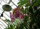 Pokojov rostliny:  > Marantovit (Marantaceae)
