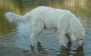 :  > Maremmansko-abruzsk pasteveck pes (Maremma and Abruzzes Sheepdog)