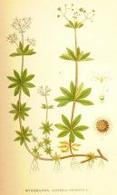 Pokojov rostliny:  > Mainka Vonn (Asperula odorata L.)