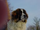 Fotky: Moskevsk strn pes (foto, obrazky)