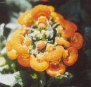 Pokojov rostliny:  > Pantoflek, kalceolrie, dmuloret (Calceolaria)