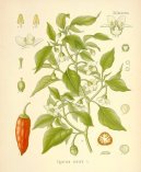 Pokojov rostliny:  > Paprika Kovit, Kayensk Pep (Capsicum frutescent, Capsicum annum)