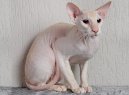 Peterbald