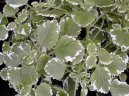 :  > Plektrantus (Plectranthus)