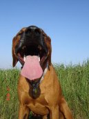 Fotky: Rhodsk ridgeback, Rhodzsk ridgeback (foto, obrazky)