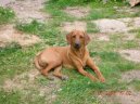 Fotky: Rhodsk ridgeback, Rhodzsk ridgeback (foto, obrazky)