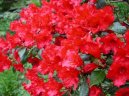 Pokojov rostliny:  > Rododendron, Azalka (Rhododendron, Azalea)